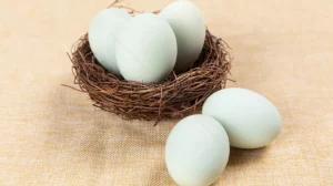 Perbedaan Telur Itik dan Bebek, Manfaat, Ciri Ciri dan Bentuk